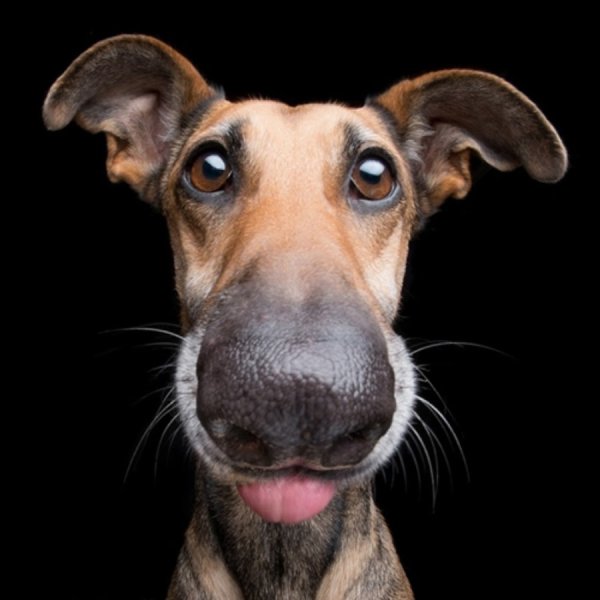 Эльке Фогельзанг