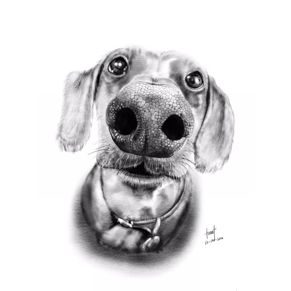 Нос собаки скетч