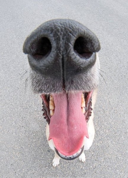 Собачий нос