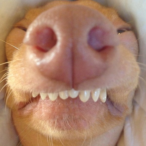 Дайнюс Шукис Dainius Šukys Литовский художник-иллюстратор