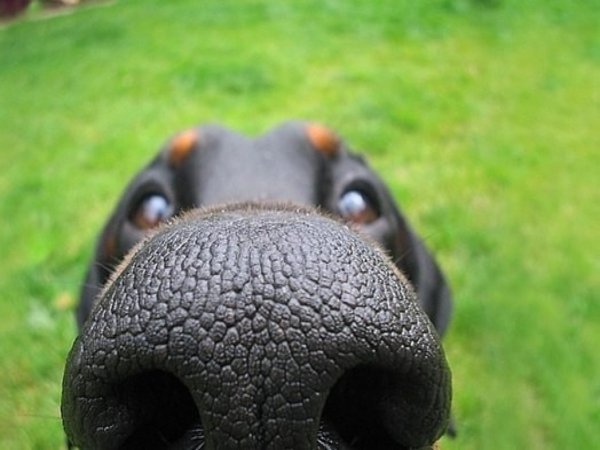 Снупи дог мультфильм