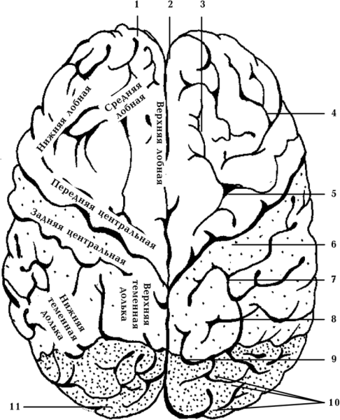 Анатомия коры головного мозга доли борозды извилины