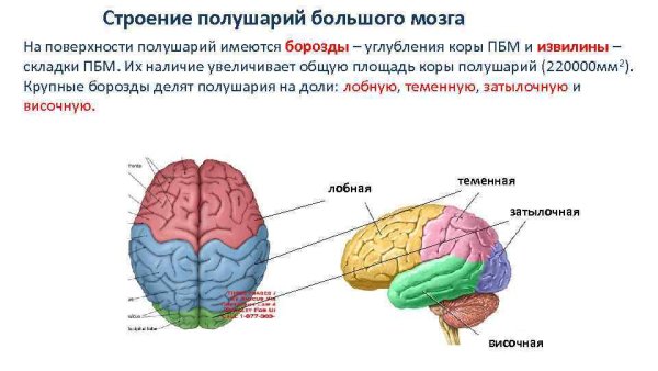 Строение полушарий головного мозга