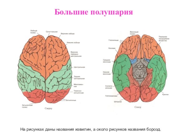Строение головного мозга доли коры