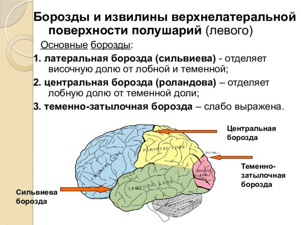 Постцентральная борозда головного мозга