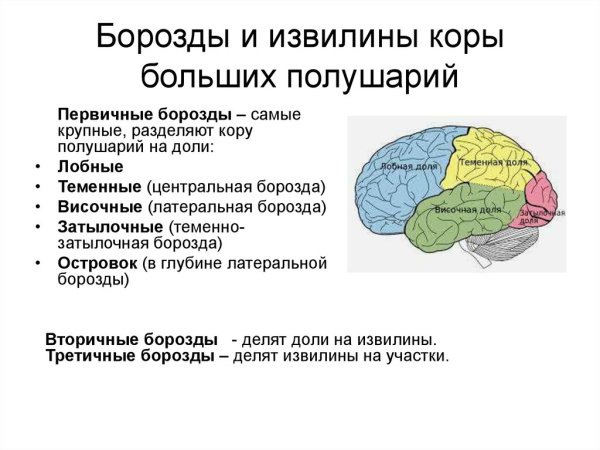 Строение полушарий головного мозга доли борозды извилины