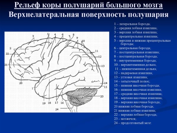 Анатомия коры головного мозга доли борозды извилины