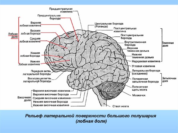 Отделы головного мозга кора больших полушарий
