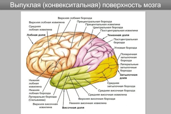 Борозды и извилины теменной доли