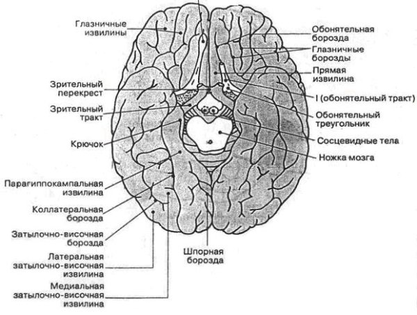 Кора головного мозга корковые центры