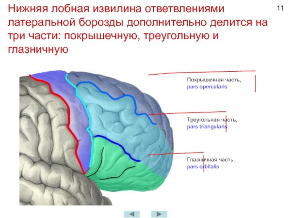 Головной мозг верхнелатеральная поверхность борозды и извилины