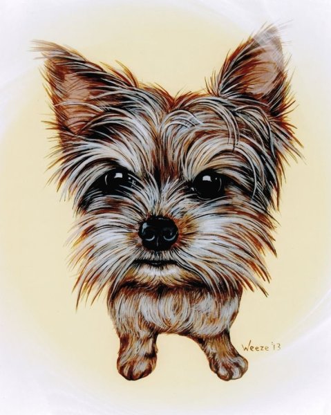 Скетчинг Йоркширский терьер