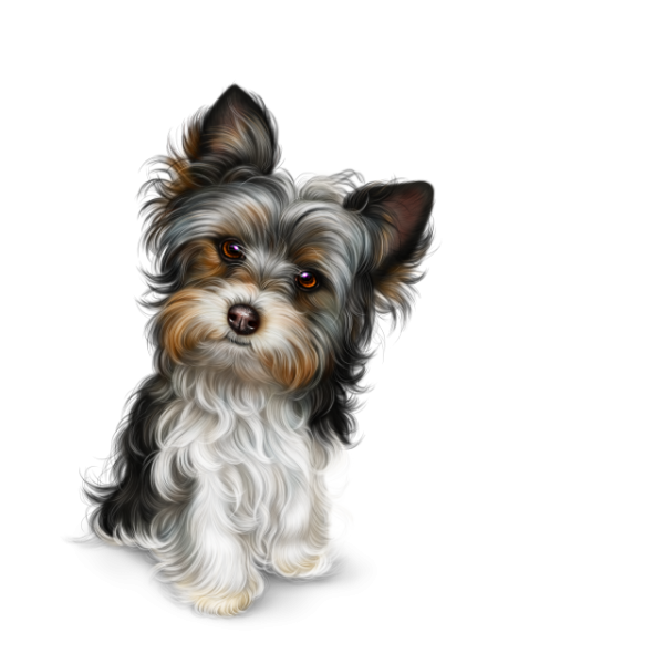 Йоркшир терьер рисунок