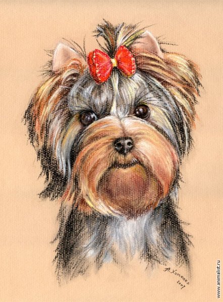 Йоркширский терьер пастелью