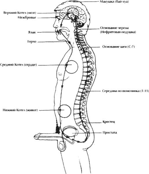 Микрокосмическая Орбита Мантек чиа