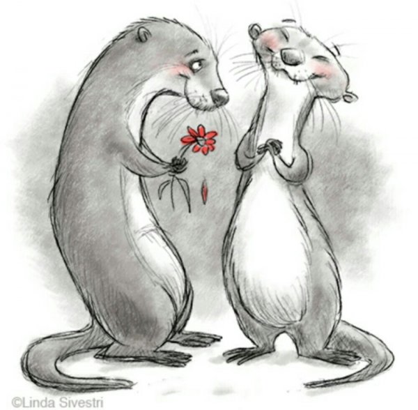 Смешной хорек рисунок