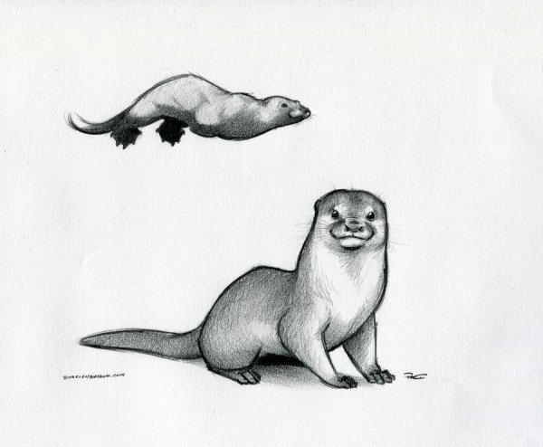 Рисунок выдры для срисовки