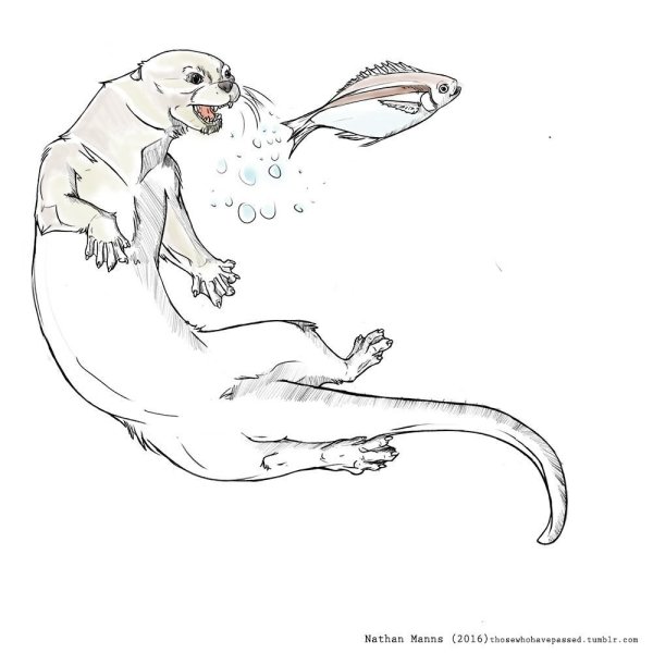 Выдра карандашом