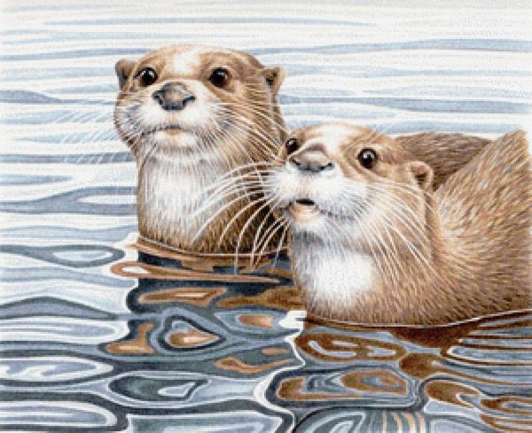 Калан иллюстрации