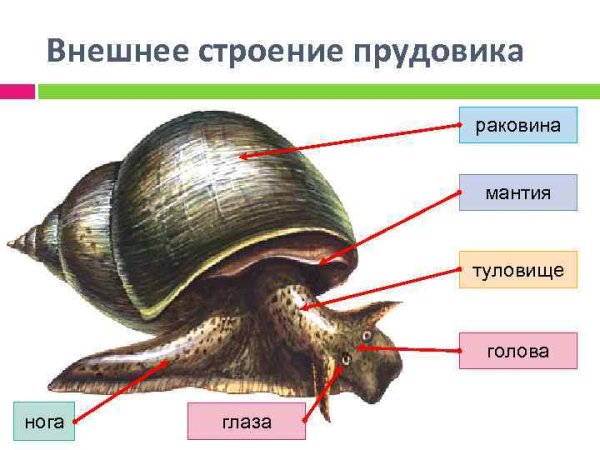 Внешнее строение прудовика обыкновенного