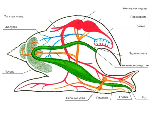 Внешнее и внутреннее строение прудовика обыкновенного