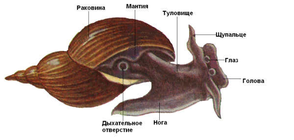 Мнещне строение брюхорогого иоллюсеа
