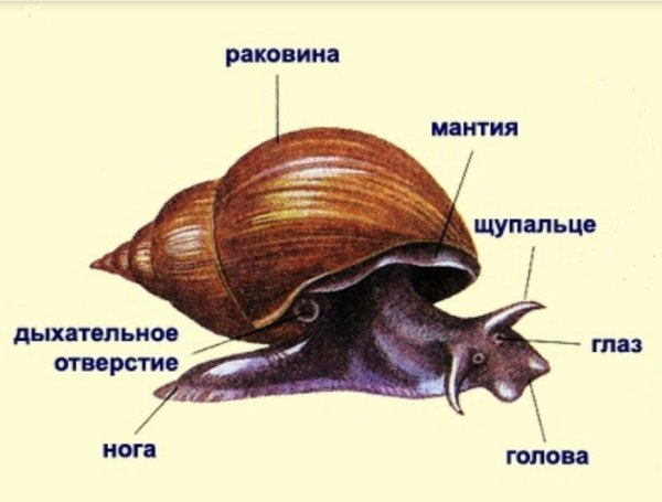 Строение прудовика обыкновенного
