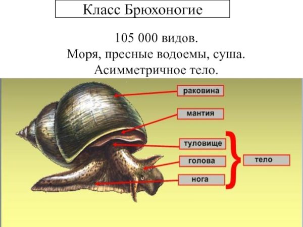 Прудовик моллюск строение