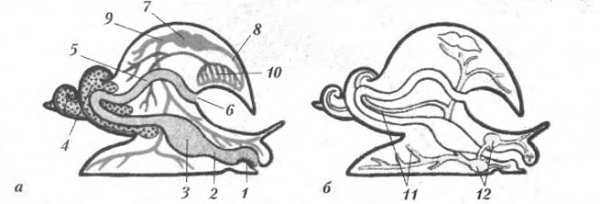 Строение прудовика обыкновенного