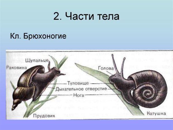 Прудовик обыкновенный раковина