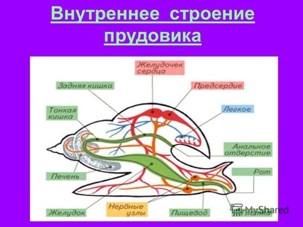 Внешнее и внутреннее строение раковины большого прудовика