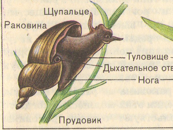 Внутреннее строение брюхоногого моллюска