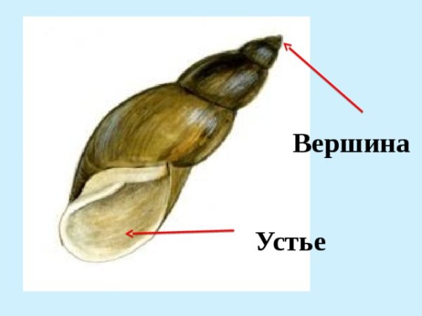 Внутреннее строение обыкновенного прудовика