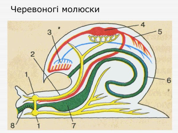 Внутреннее строение брюхоногого моллюска