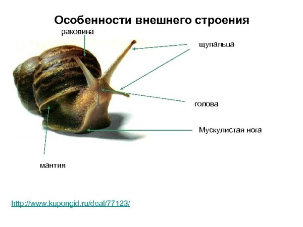 Внутреннее строение брюхоногого моллюска схема
