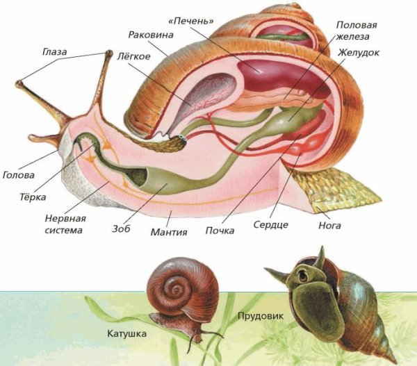 Внешнее строение моллюсков прудовика