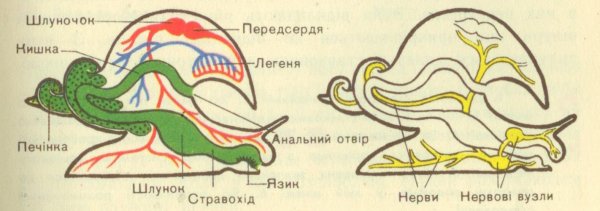 Строение раковины брюхоногих моллюсков