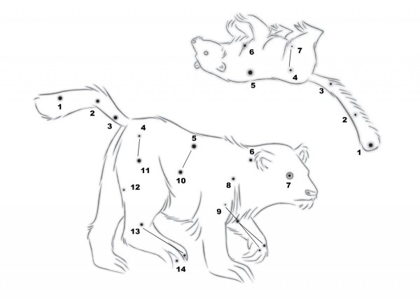 Раскраска Созвездие большой и малой медведицы