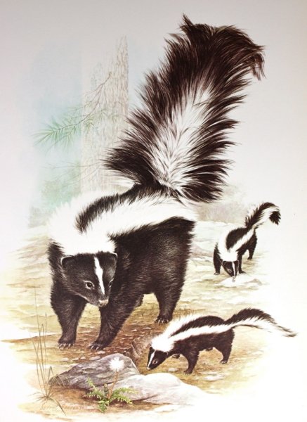 Барсук мульт