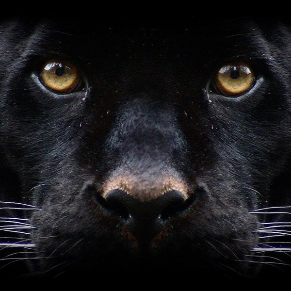 Мордочка кошки