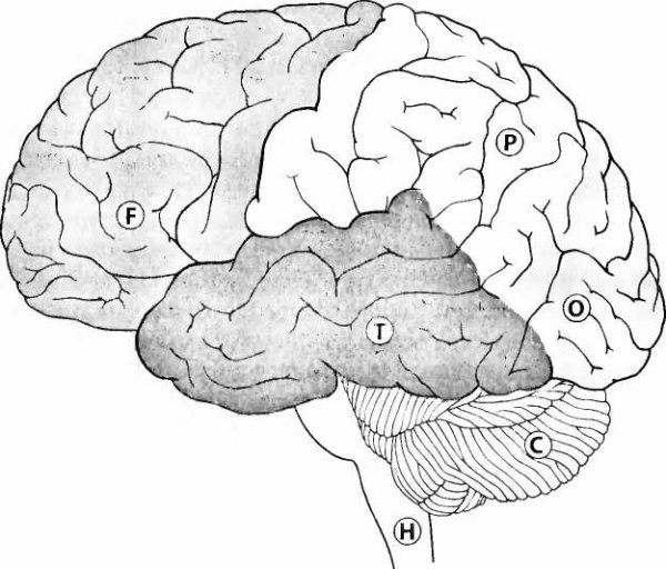 Доли коры полушарий головного мозга