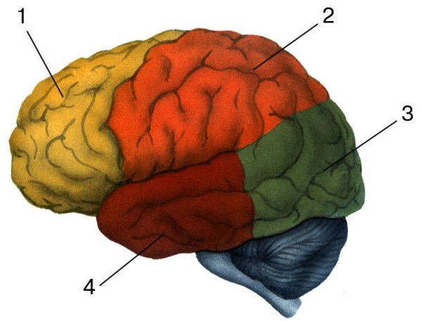 Жоли поры больших полушарий головного мозга