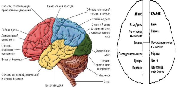 Основные зоны коры больших полушарий головного мозга рисунок