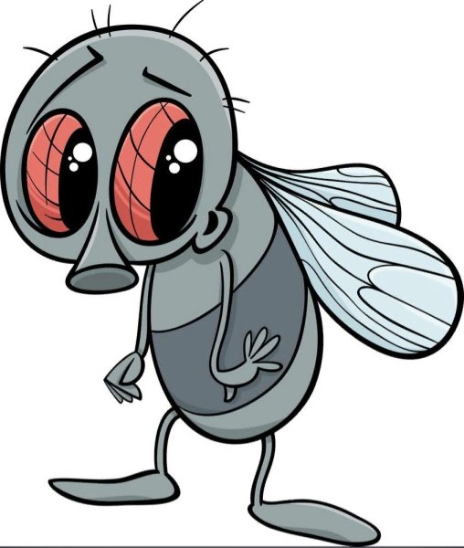 Муха рисунок