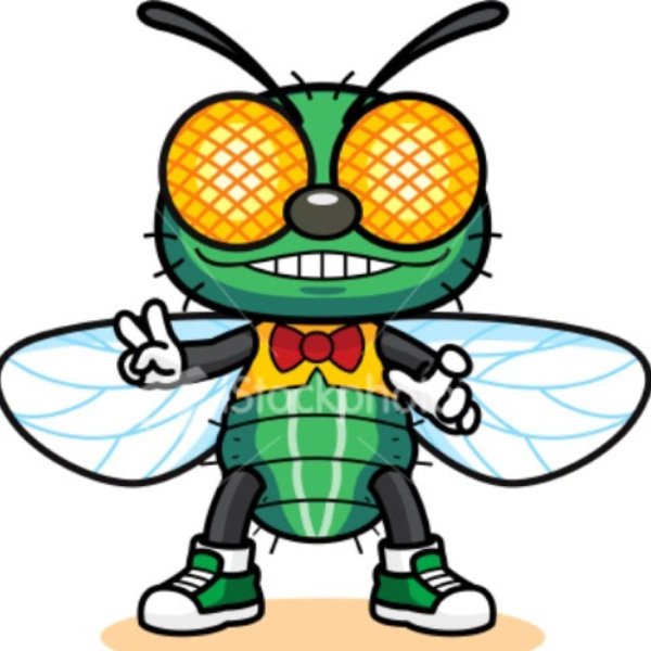 Муха картинка