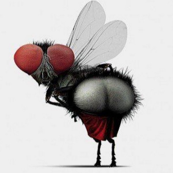 Муха gif
