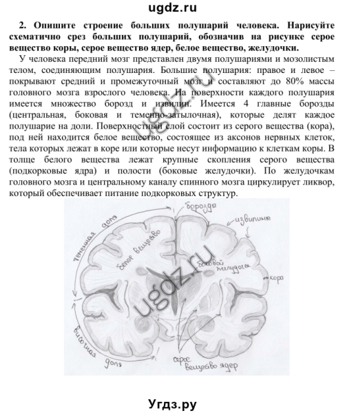 Большие полушария головного мозга серое и белое вещество