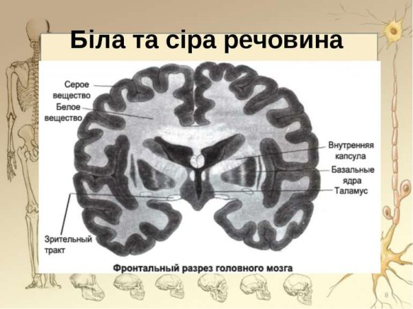 Базальные ядра головного мозга поперечный