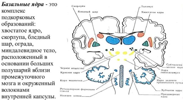 Конечный мозг серое и белое вещество