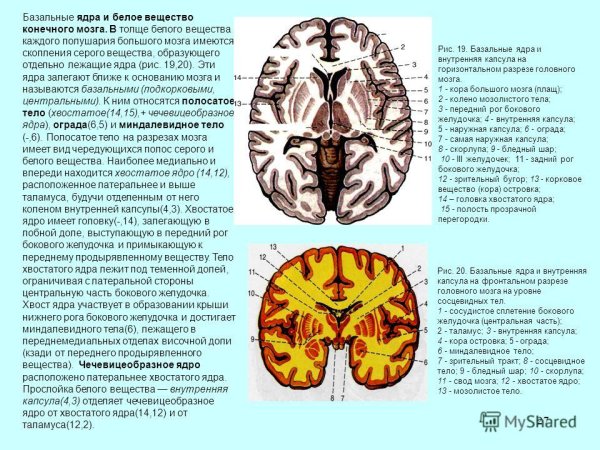 Чечевицеобразное ядро полосатое тело